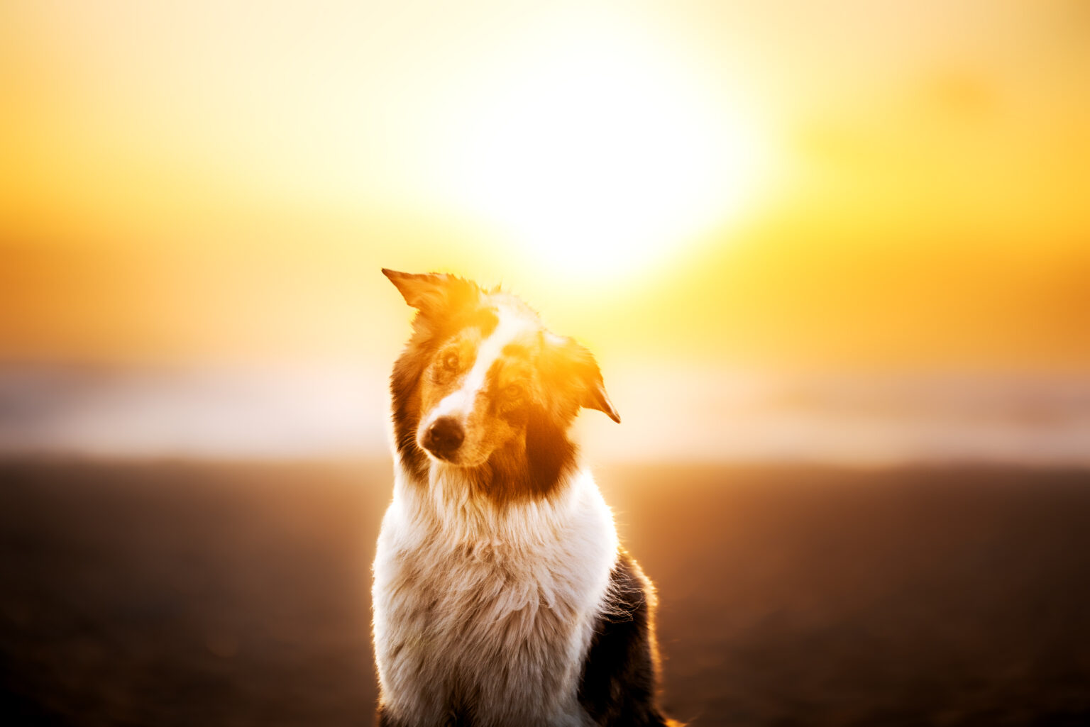 Australian Shepherd Lissy im Sonnenuntergang bei Fotoshooting
