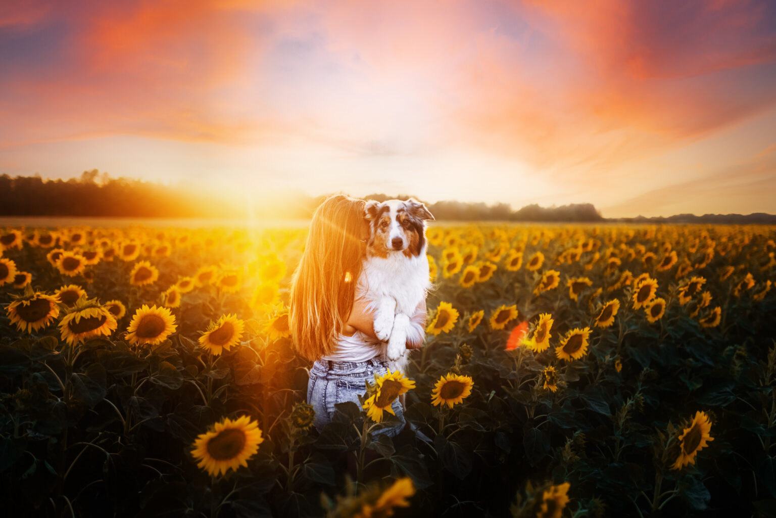 Fotoshooting mit Australian Shepherd in Wien