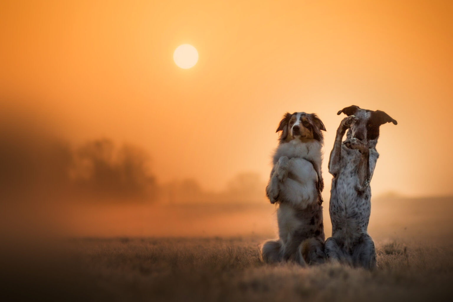 Fotoshooting mit Hunden in Österreich