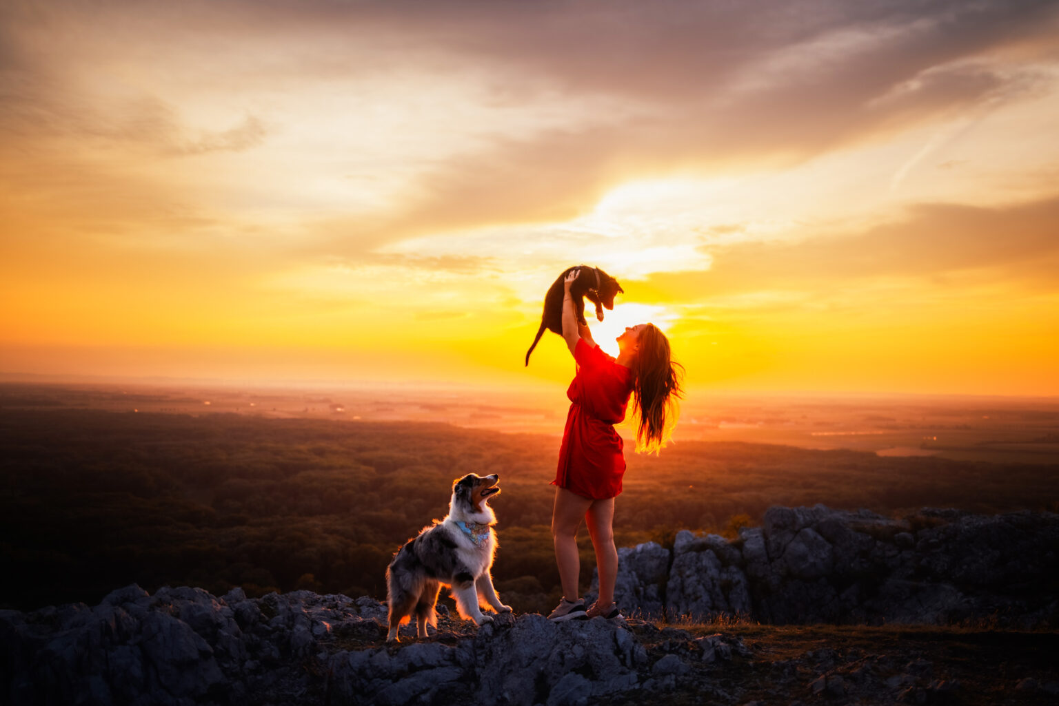 australianshepherd-und-welpe-fotoshooting-im-sonnenuntergang