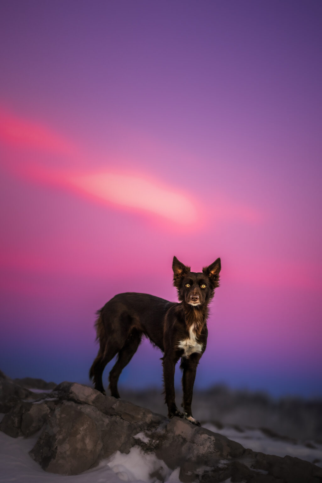 Border Collie vor lila Himmel stehend bei Fotoshooting