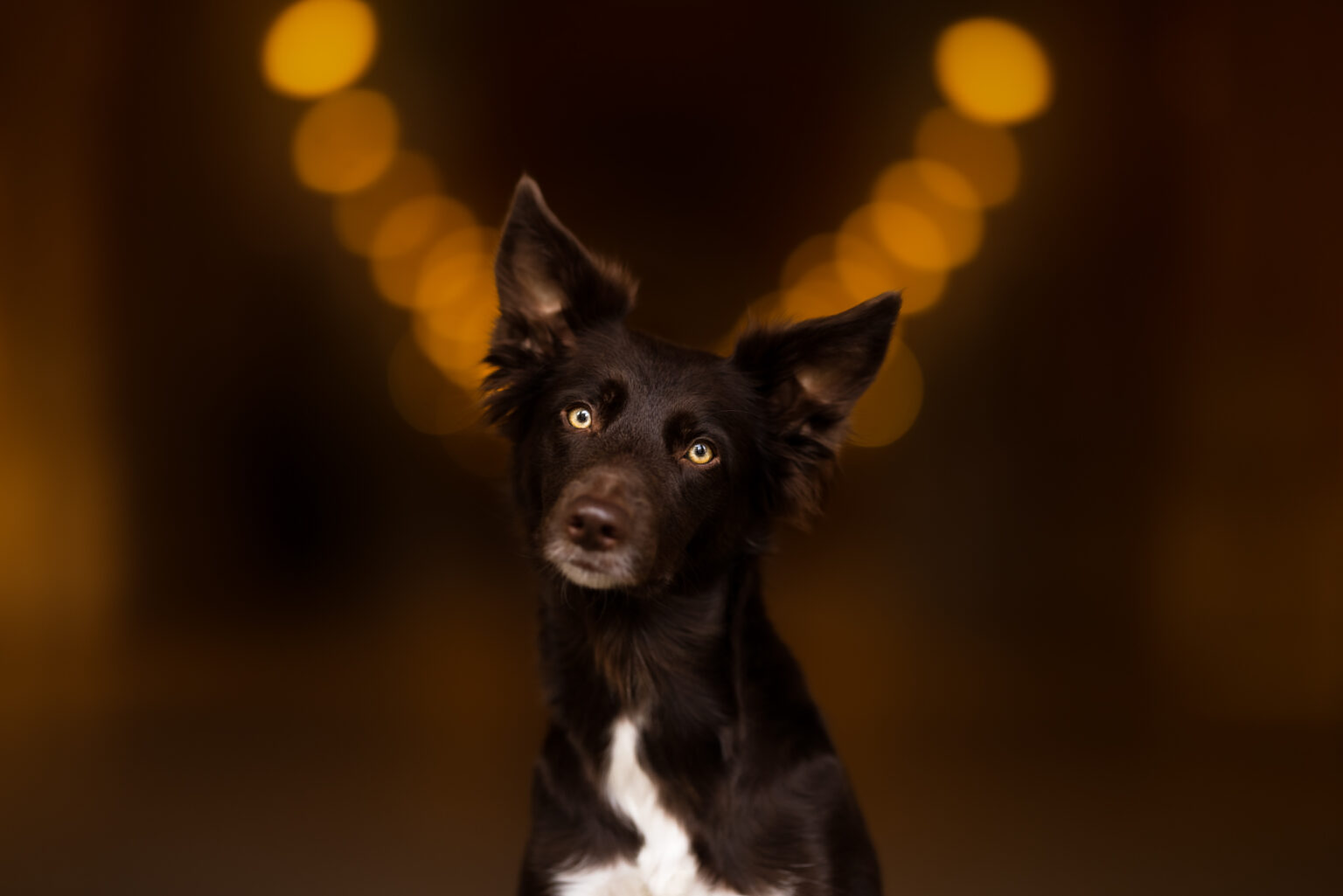 Brauner Border Collie bei Fotoshooting in Wien Stadt