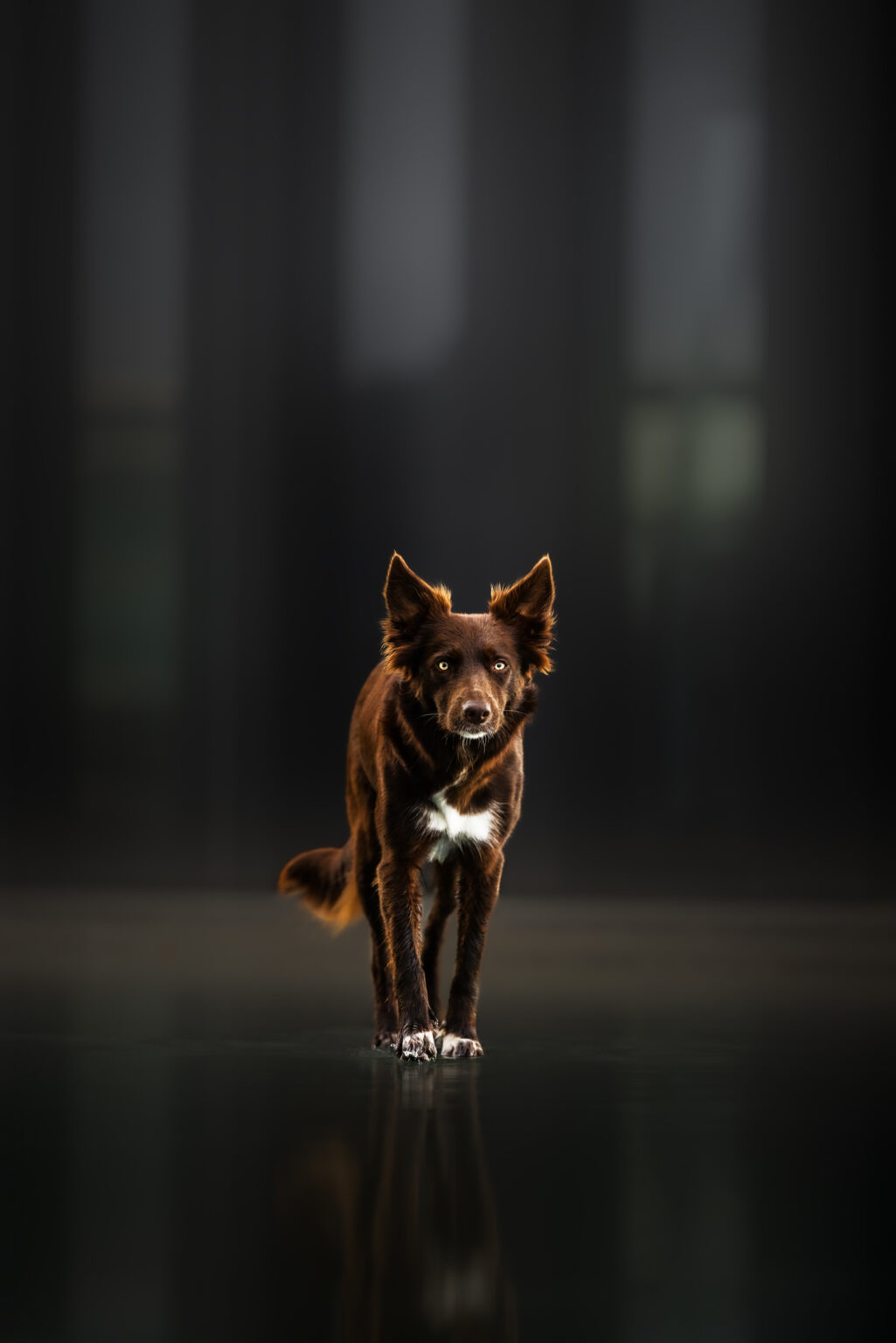 Brauner Border Collie bei Fotoshooting in Industriegebiet