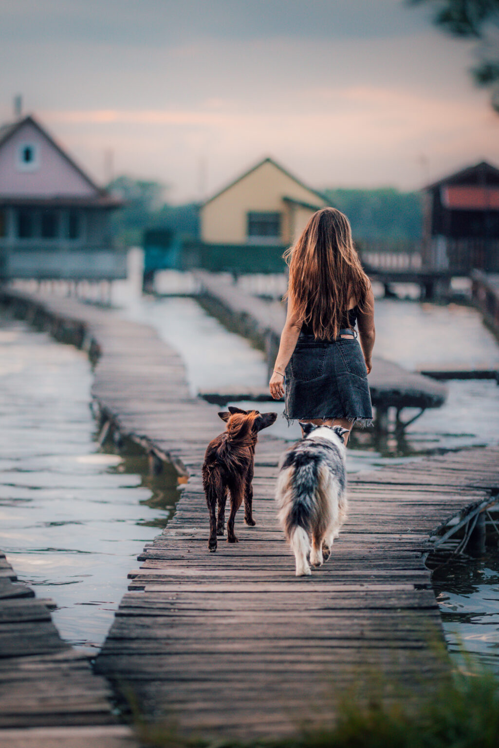 Border Collie und Australian Shepherd folgen Besitzerin auf Steg