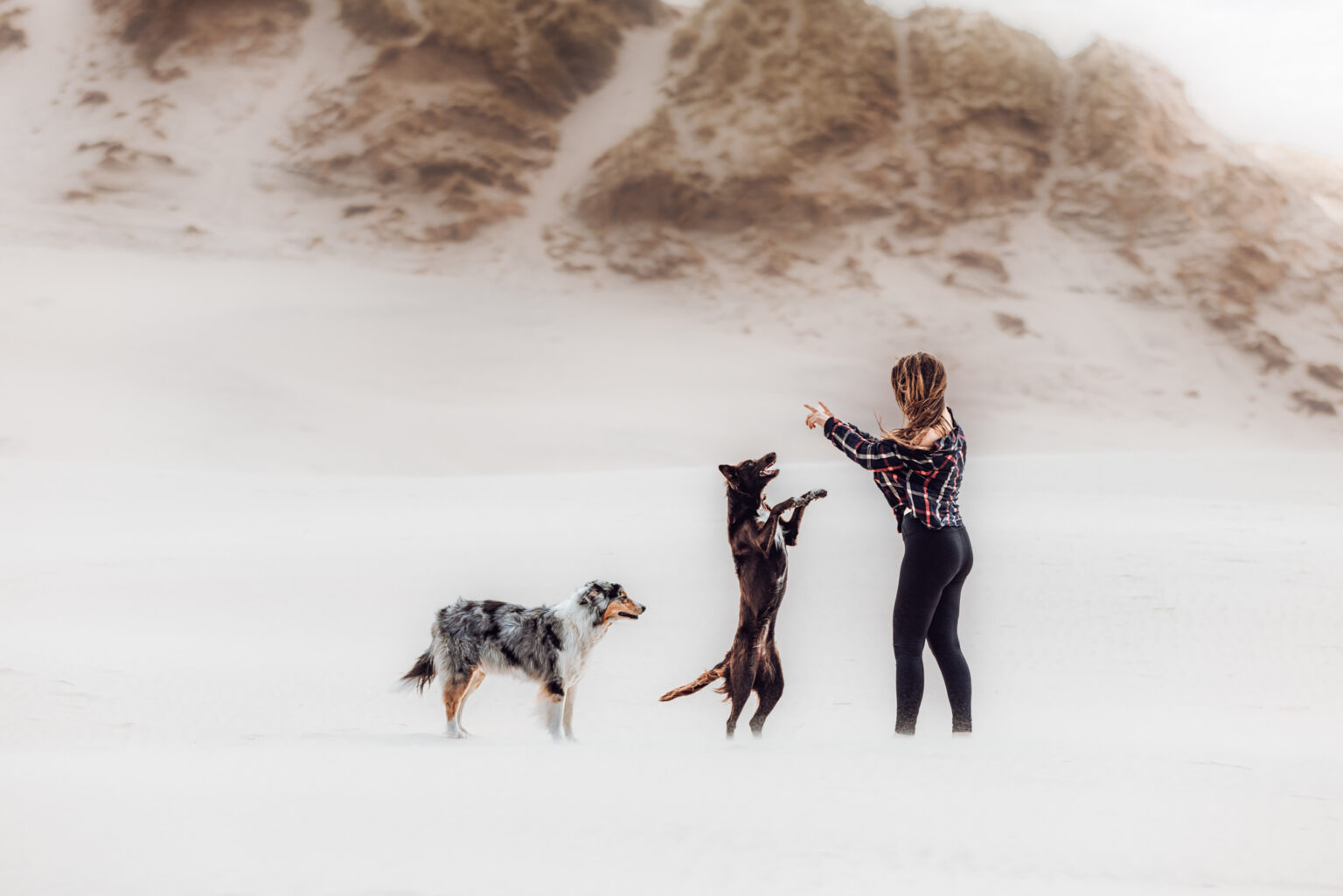 Australian Shepherd mit Border Collie und Besitzerin am Strand