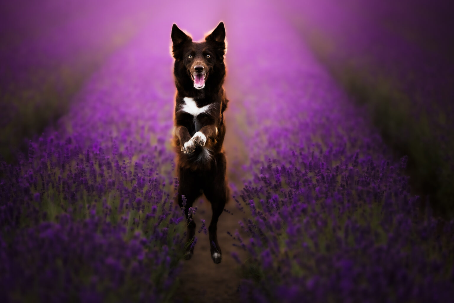 Border Collie im Lavendel bei Fotoshooting