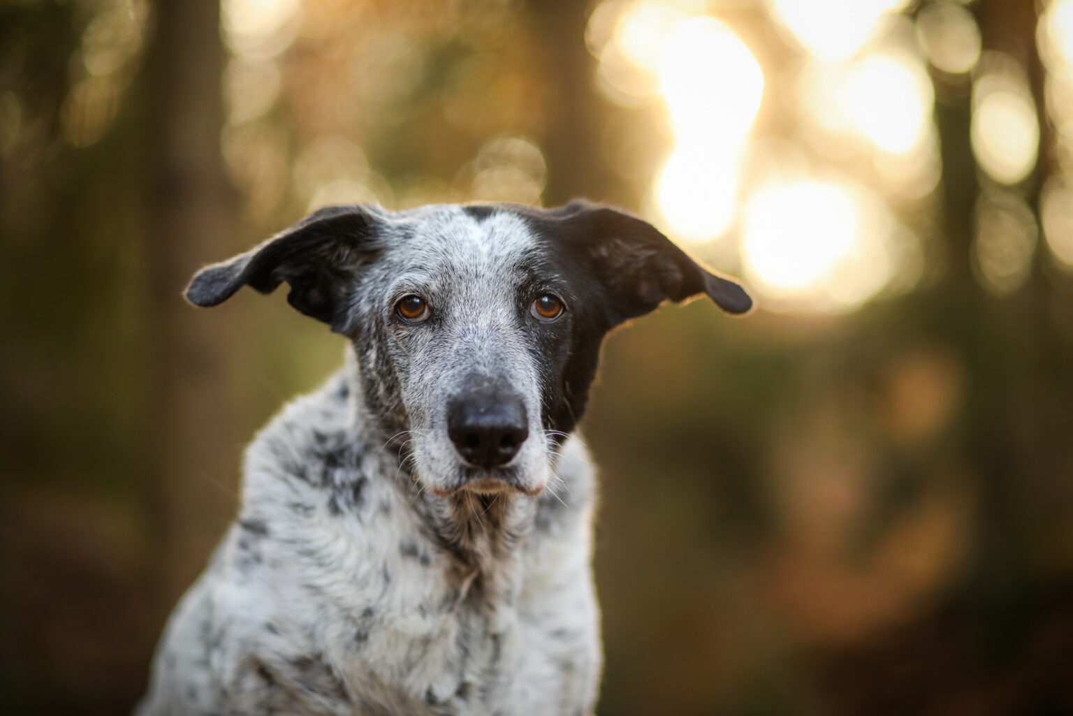 portraitmixbreed