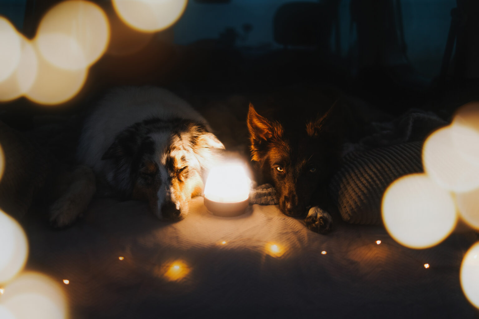 Hunde beim Vanlife im Auto schlafend