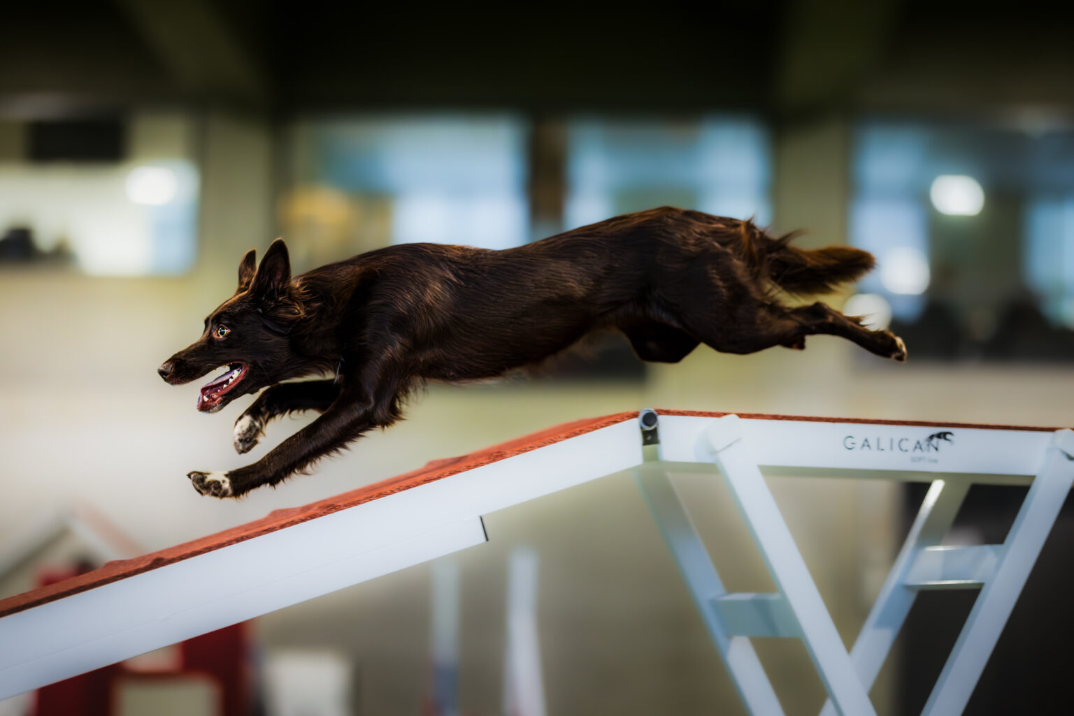 Border Collie fliegt über Steg beim Agility